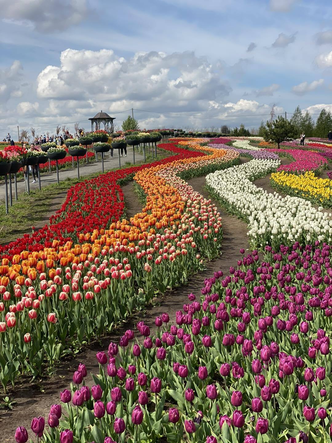 На Київщині цієї весни зацвітуть три мільйони тюльпанів: де можна буде помилуватися