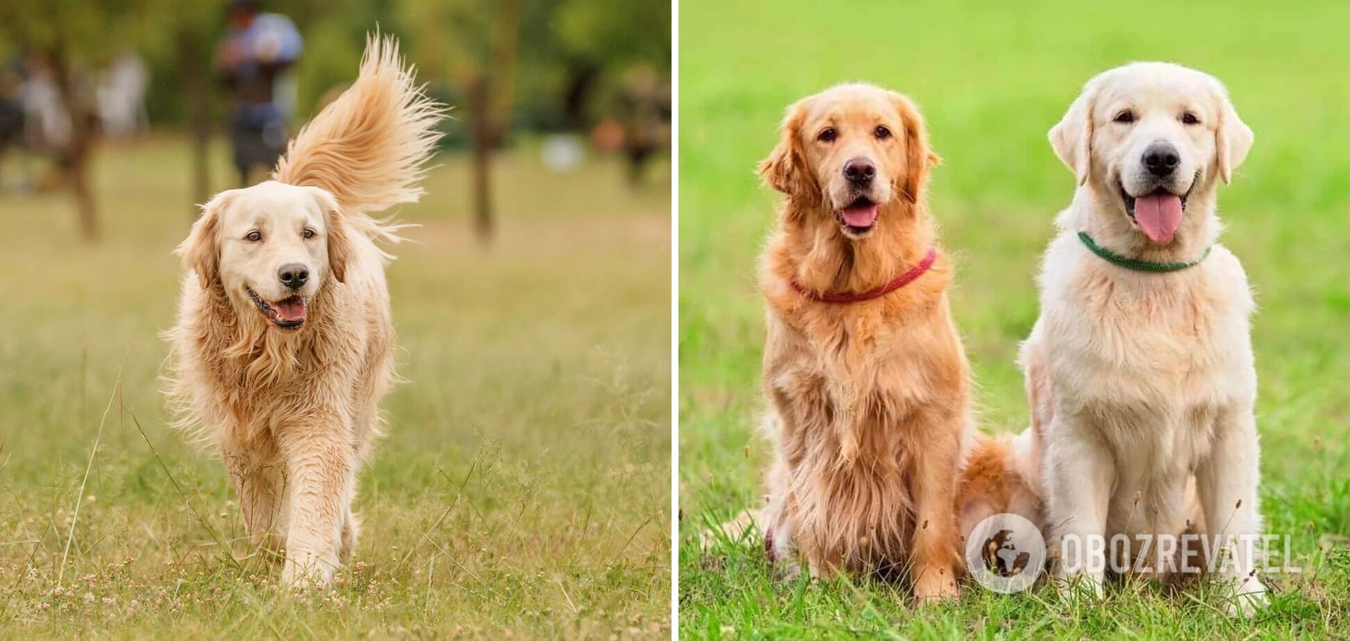 Які породи собак найрозумніші: список і фото