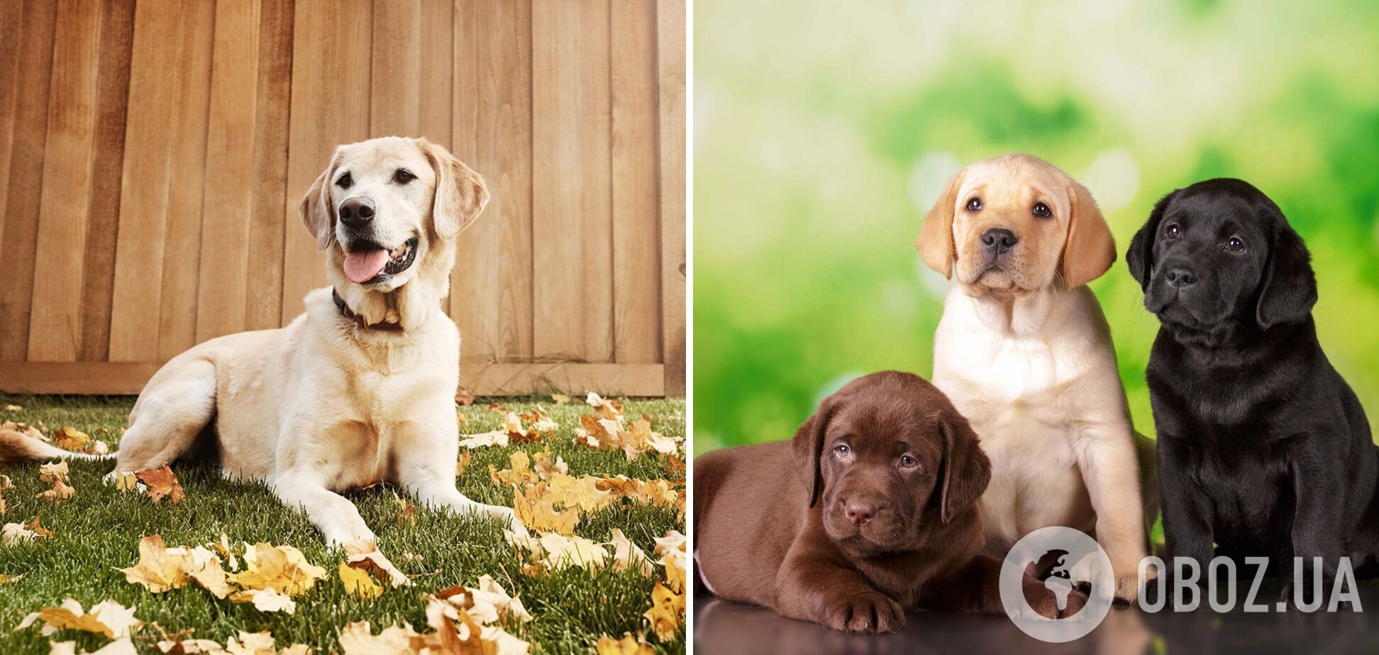 Які породи собак найрозумніші: список і фото