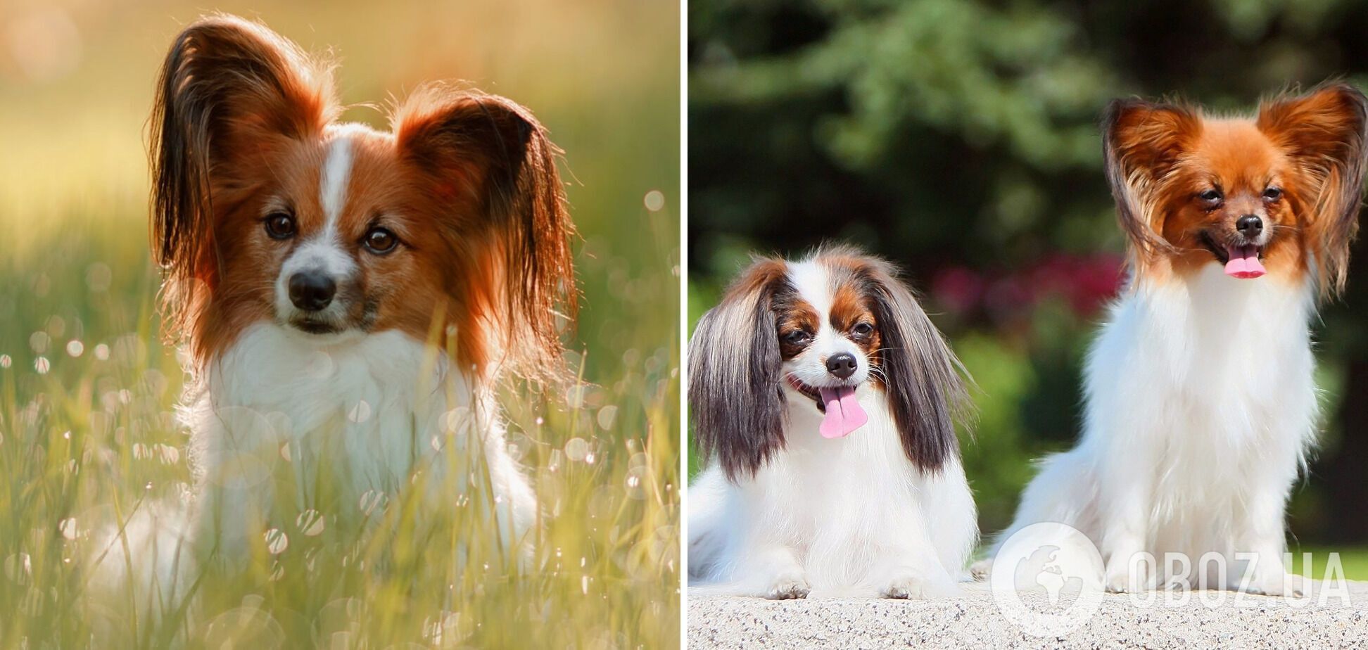 Какие породы собак самые умные: список и фото
