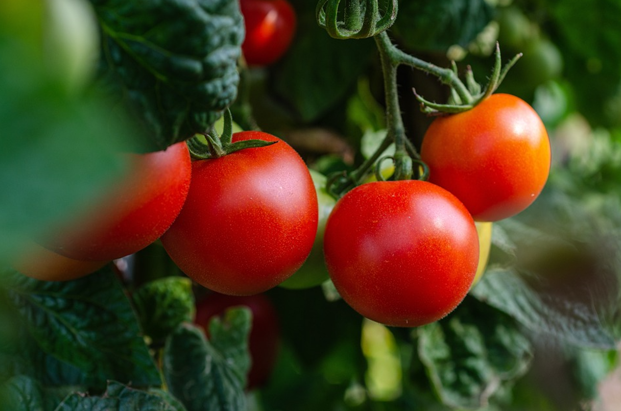 Які помідори не можна консервувати