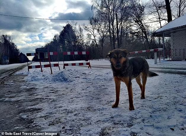 Собаки в Чернобыле имеют особые гены: что обнаружили ученые
