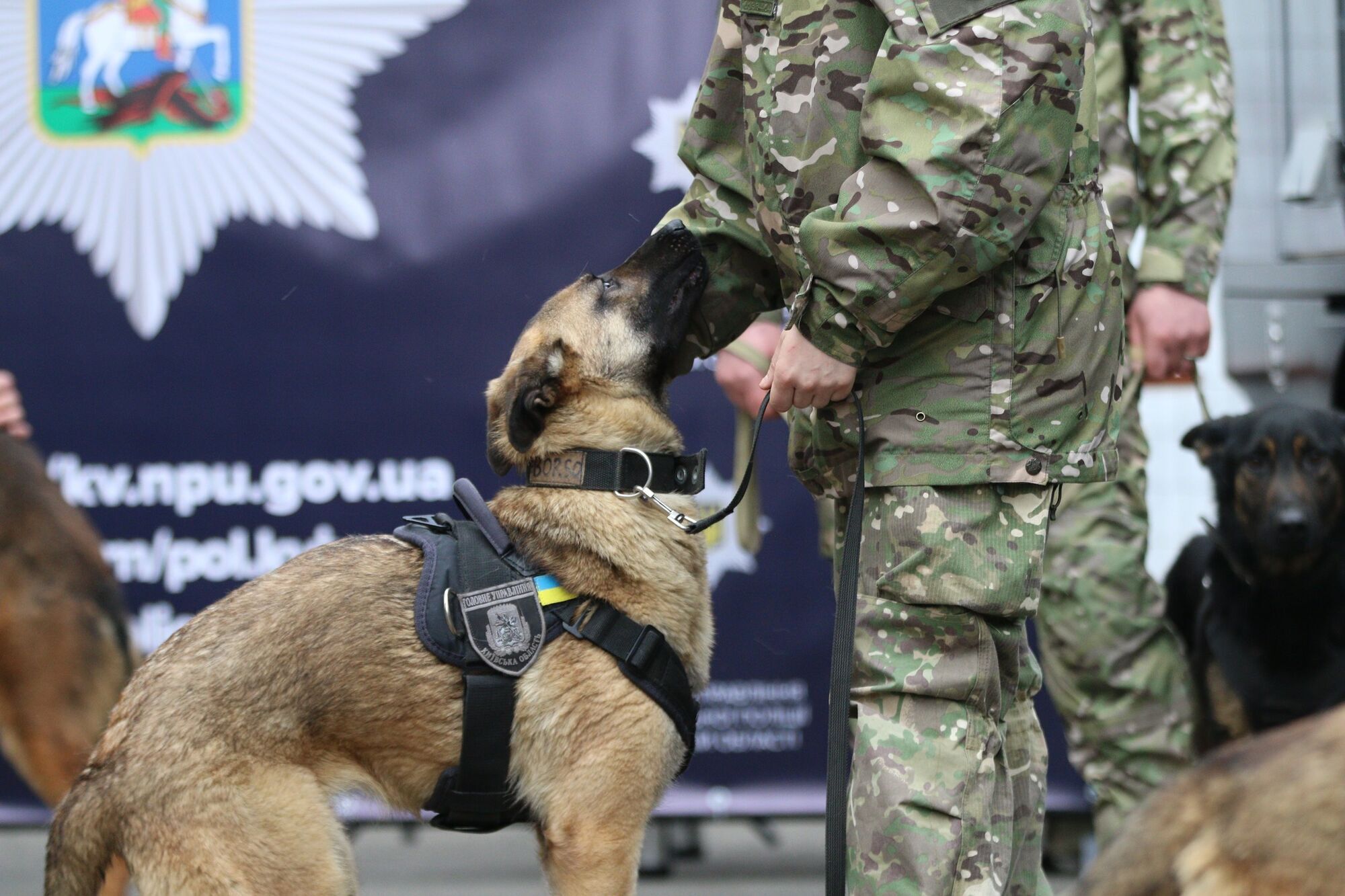 В помощь Патрону: Нидерланды передали Украине 11 собак-саперов. Фото