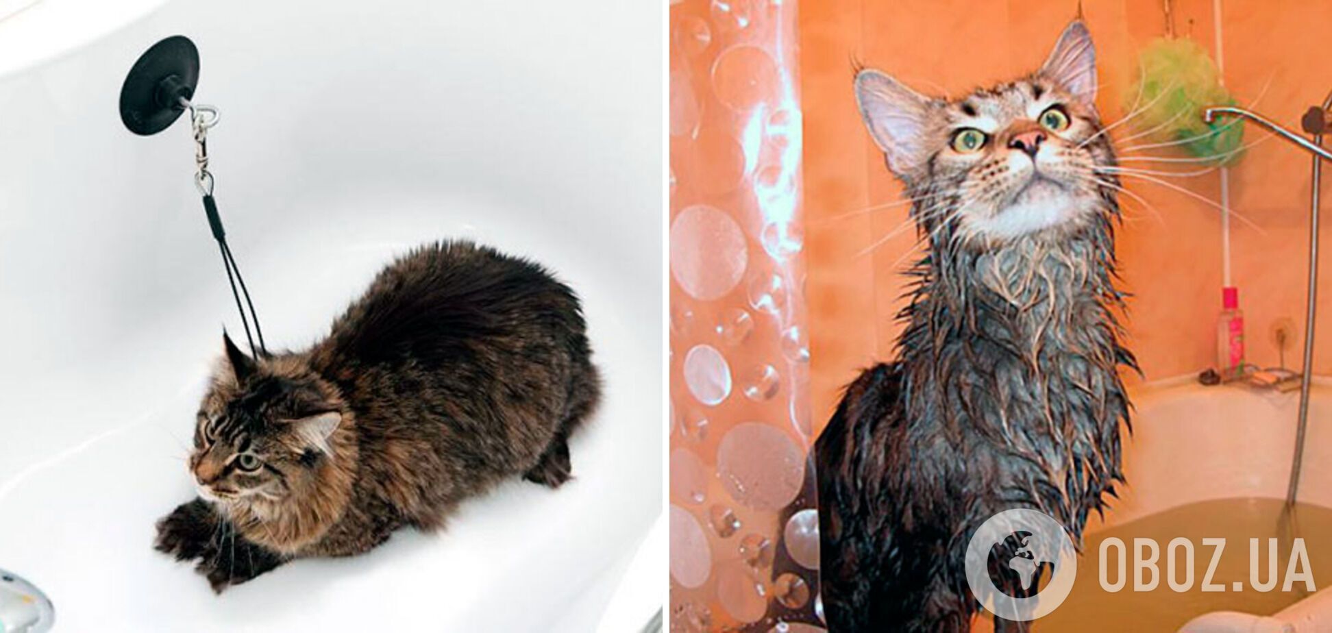 Які породи котів можна сміливо купати: не бояться води