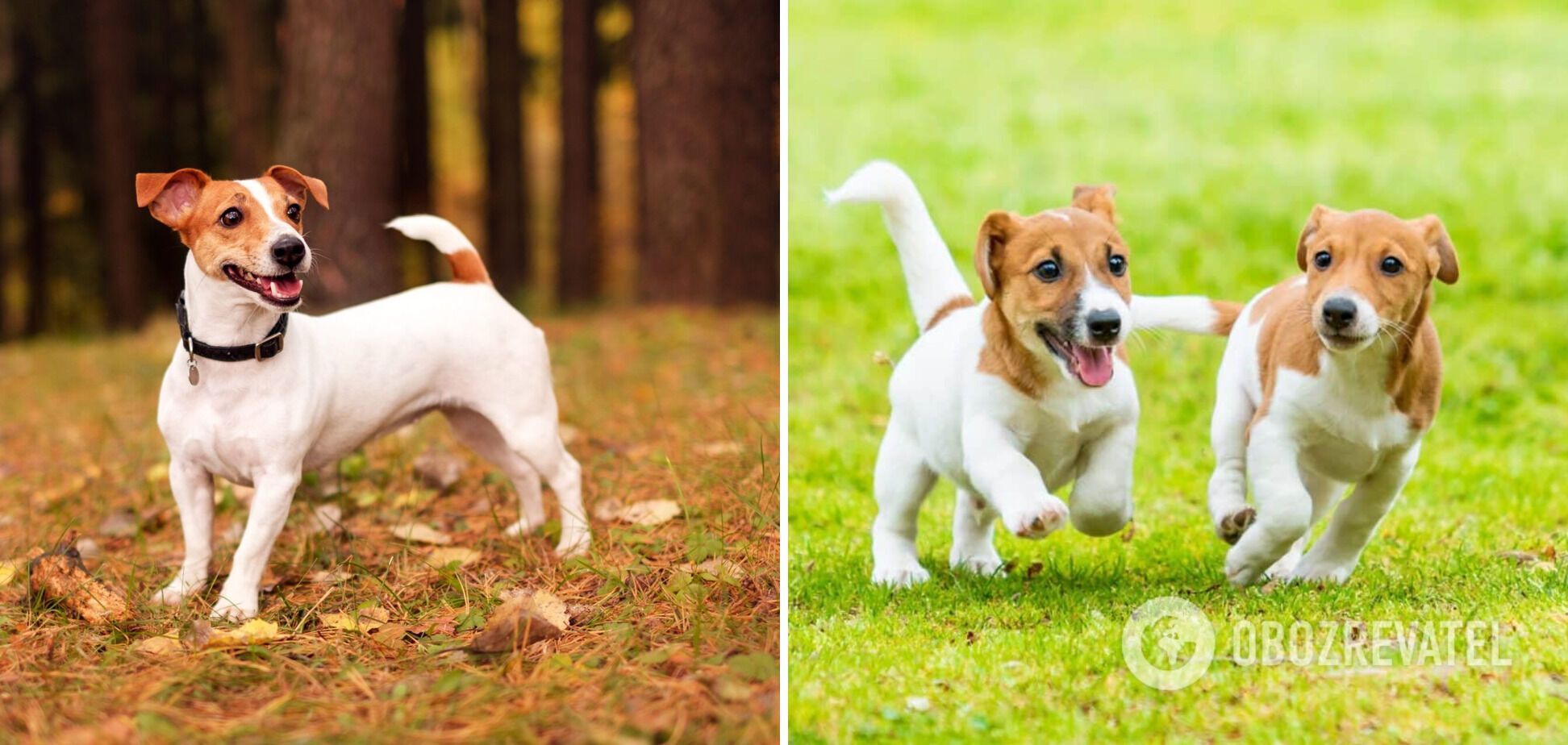 Які собаки найшвидші: породи, що розганяються до понад 45 км/год