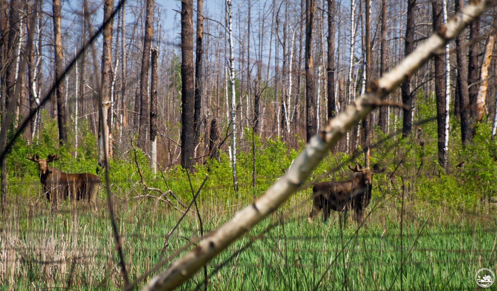 У Чорнобильській зоні помітили двох найбільший представників родини оленевих, які можуть бути двійнятами. Фото