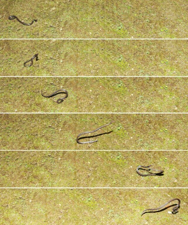 Змеи могут двигаться колесом: опубликованы уникальные жуткие кадры