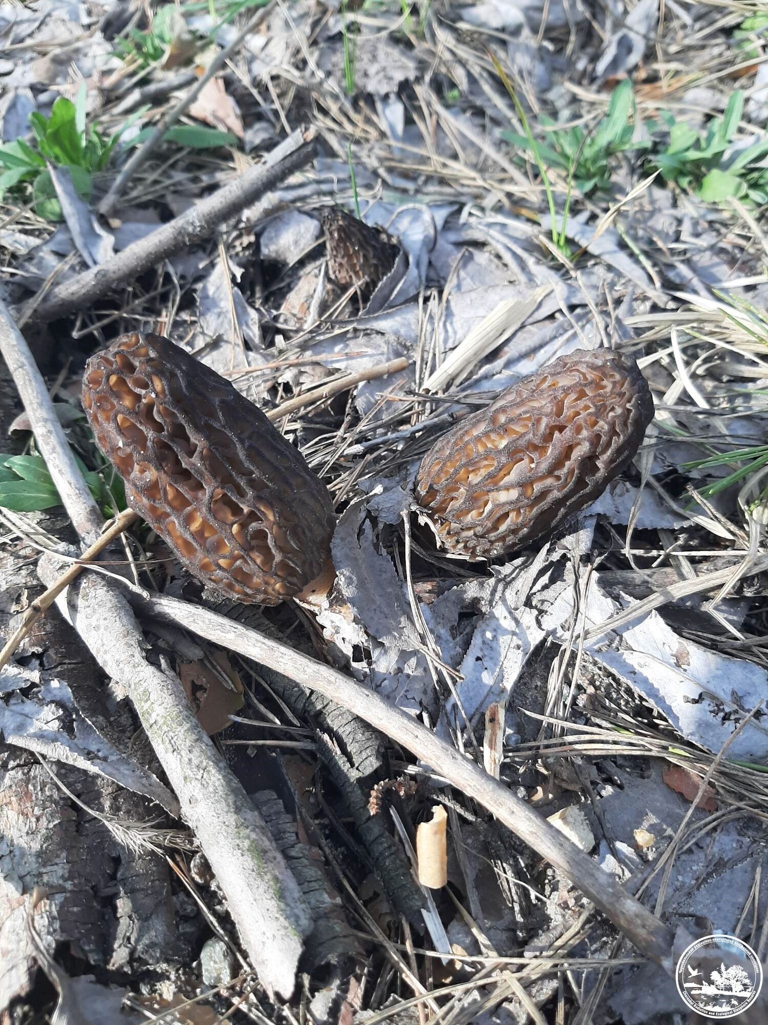 В Чернобыльской зоне заметили ранние "причудливые" грибы. Фото