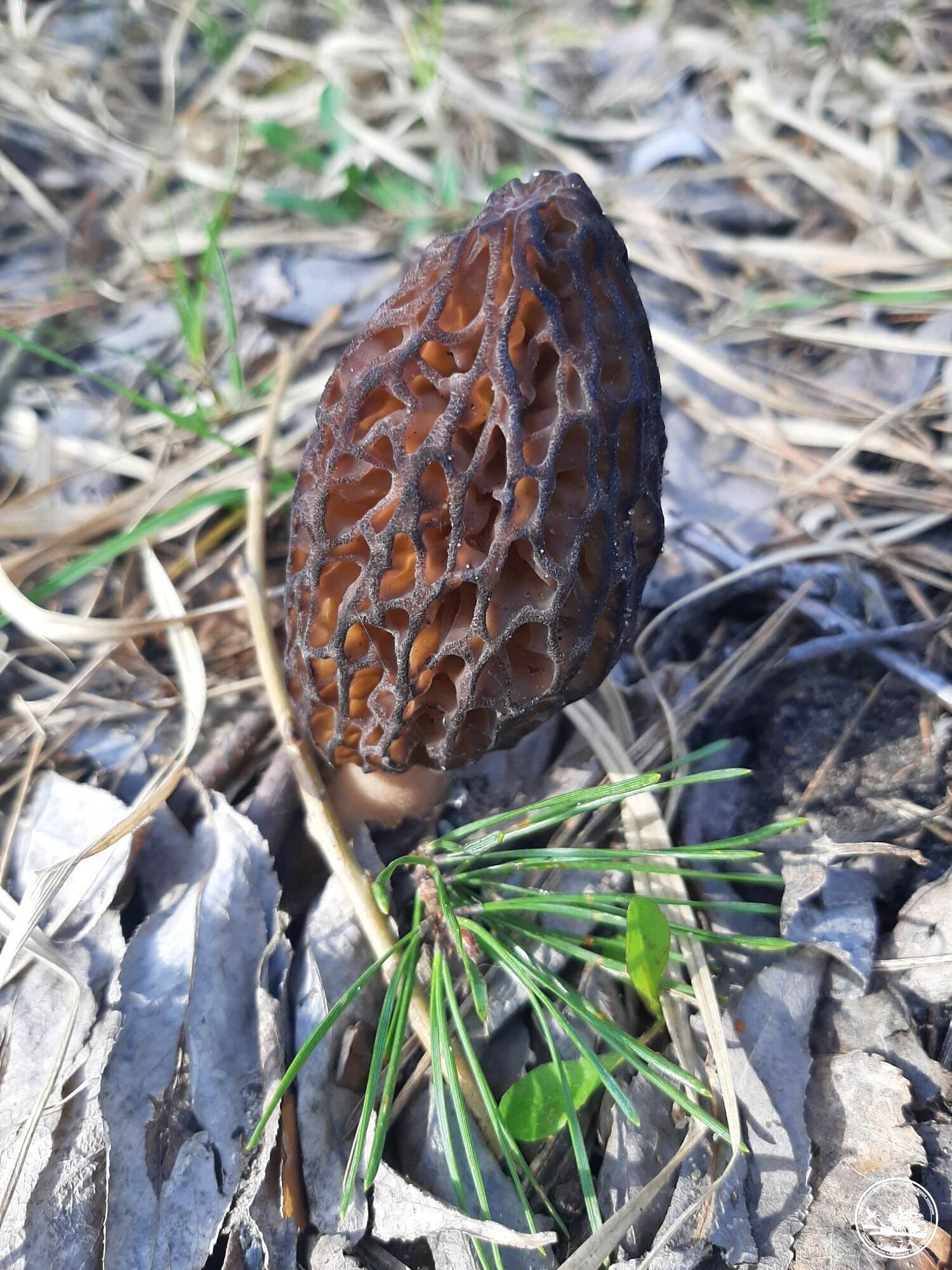 У Чорнобильській зоні помітили ранні "химерні" гриби. Фото