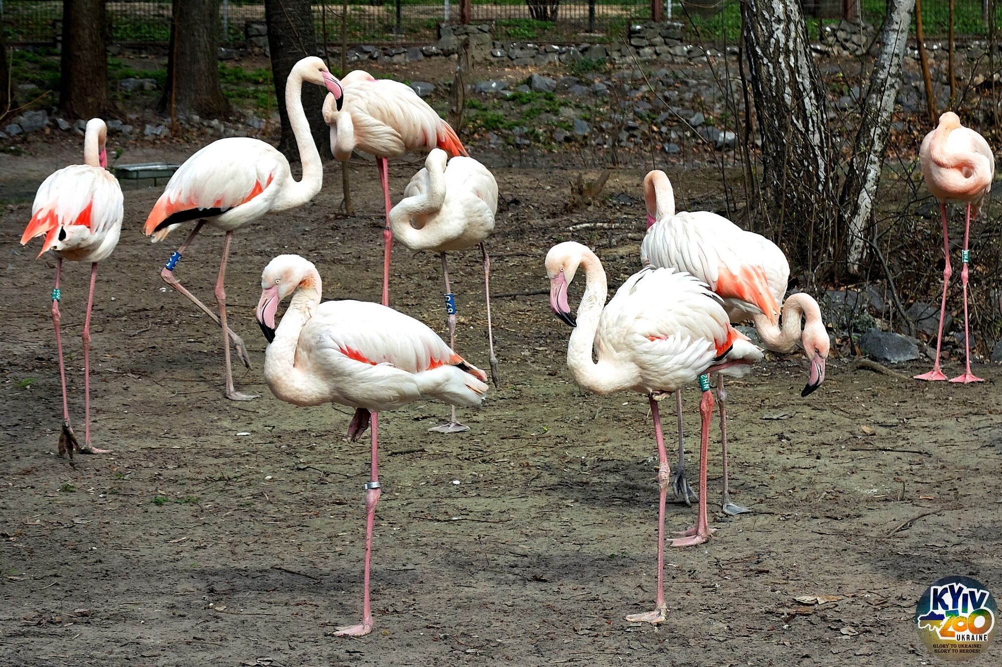 В Киевском зоопарке посетители наконец-то снова смогут увидеть розовых фламинго. Фото