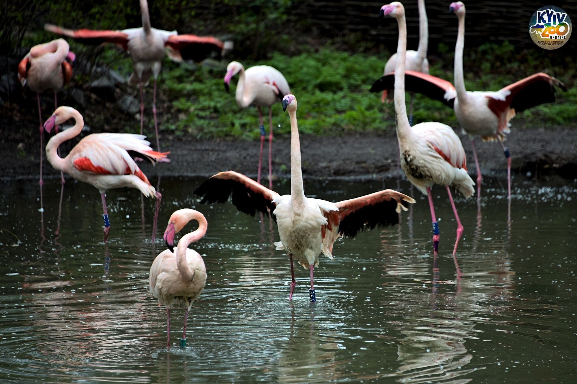 В Киевском зоопарке посетители наконец-то снова смогут увидеть розовых фламинго. Фото