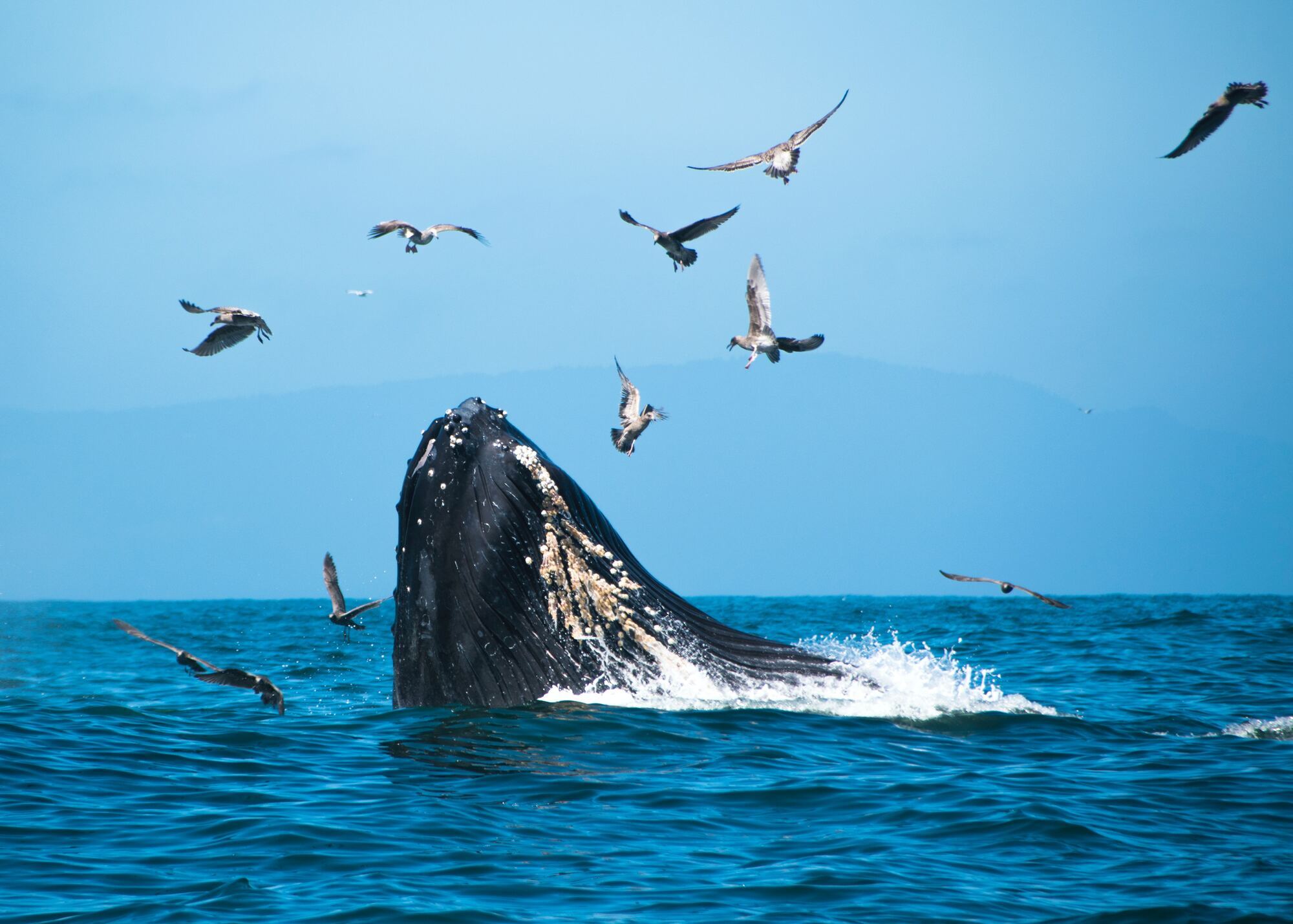 "Полювання" на китів: куди поїхати, щоб помилуватися граційними морськими створіннями