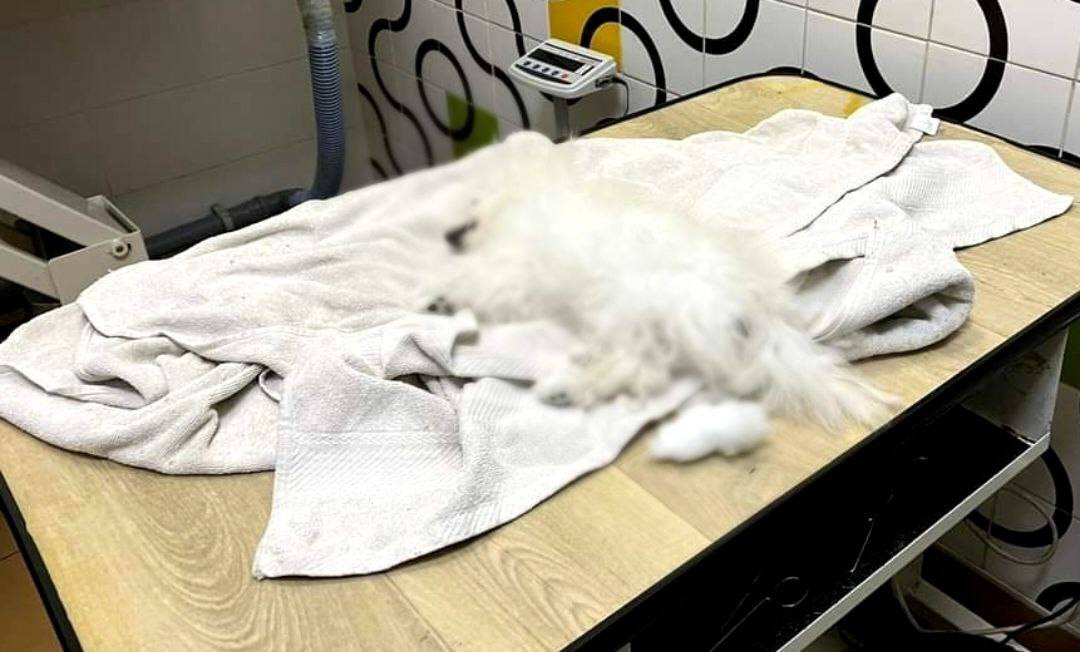 На Київщині жінка віддала цуценя на стрижку, а їй повернули мертву тварину: з'явились подробиці. Фото