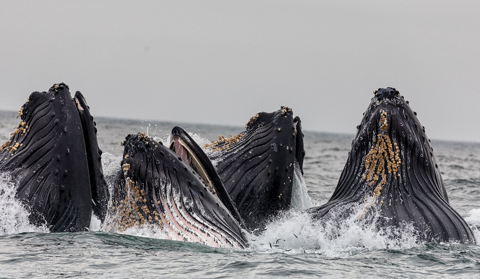 "Охота" на китов: куда поехать, чтобы полюбоваться грациозными морскими созданиями