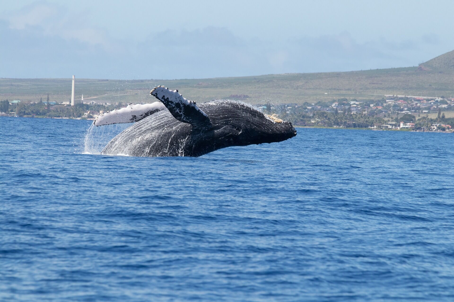 "Охота" на китов: куда поехать, чтобы полюбоваться грациозными морскими созданиями