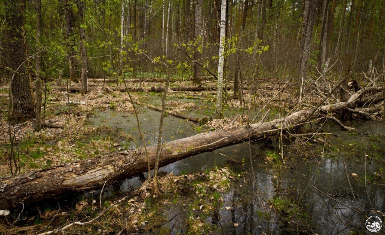 В результате весеннего наводнения частично затопило Чернобыльскую зону отчуждения. Фото