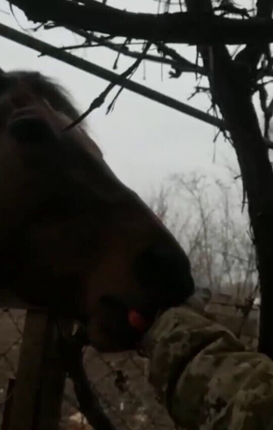 Украинские пограничники заботятся о лошади в Бахмуте: трогательное видео