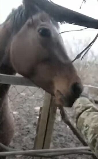 Українські прикордонники доглядають за конем у Бахмуті: зворушливе відео