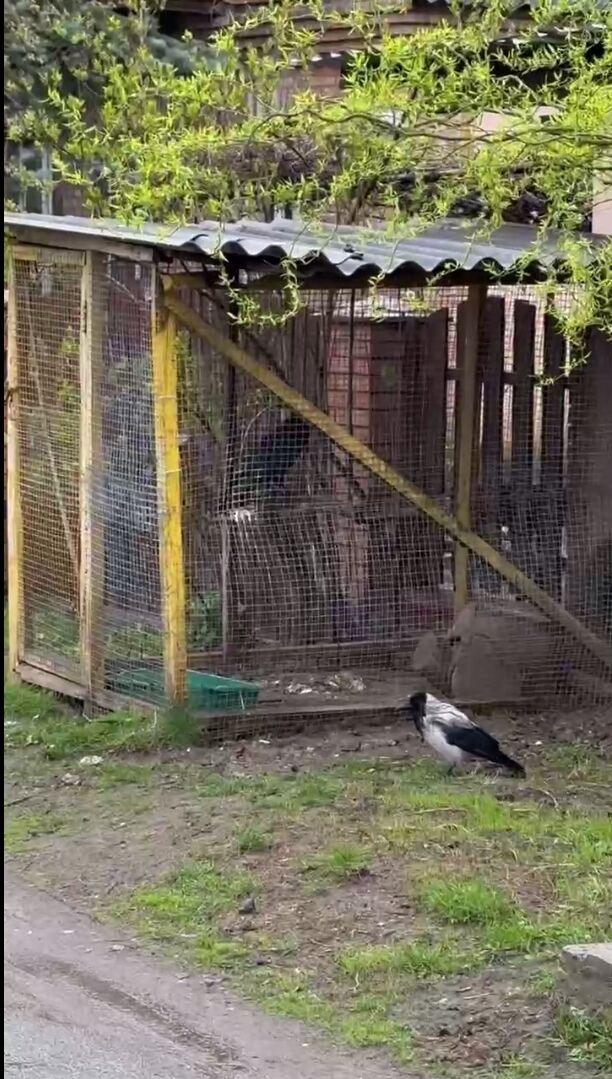 В Киеве заметили, как серая ворона активно общалась с вороном. Видео