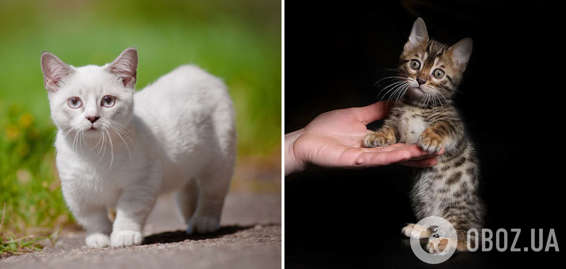 Какие кошки самые маленькие: фото милых пород