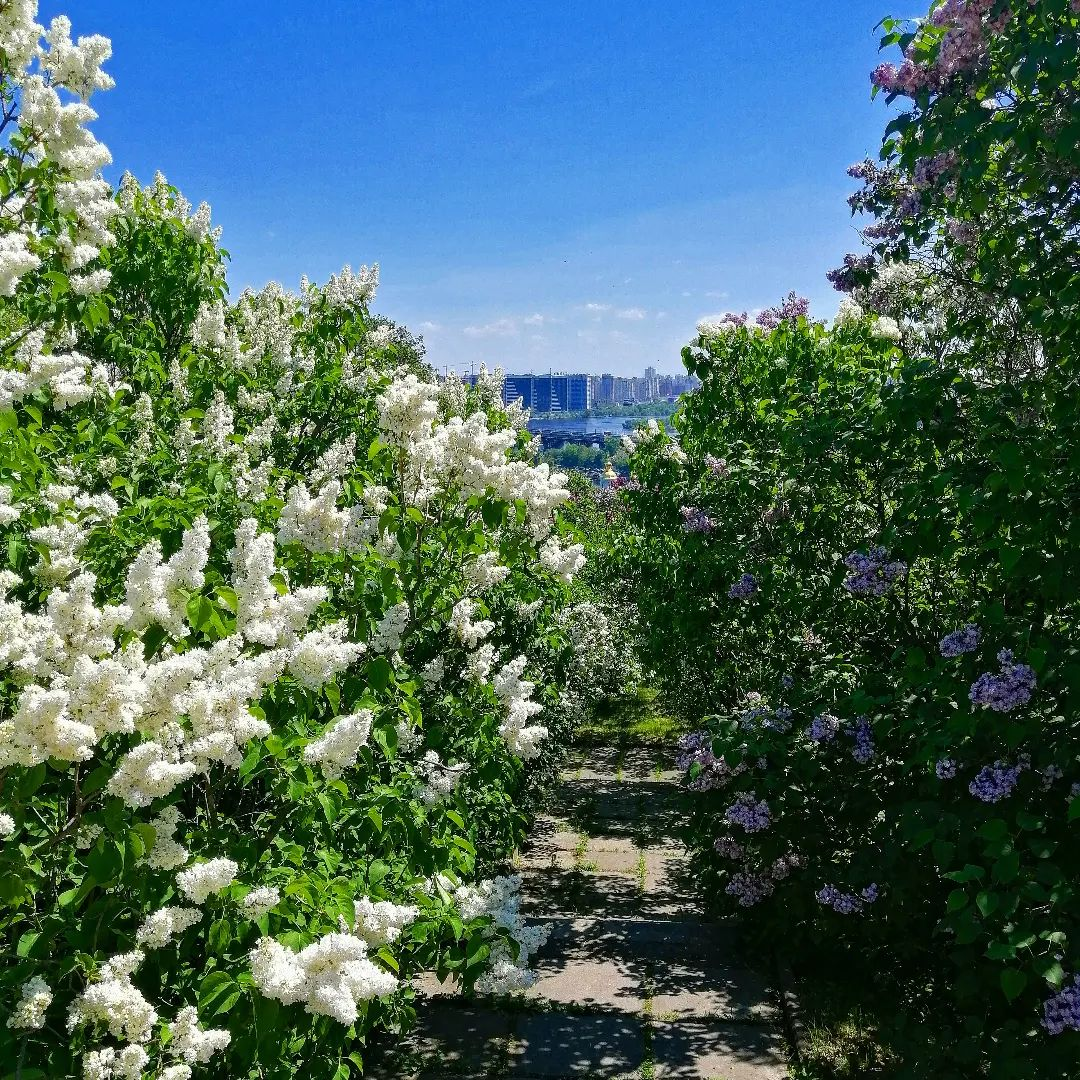 Поле тюльпанів та сад сакур: де провести вихідні у Києві та області