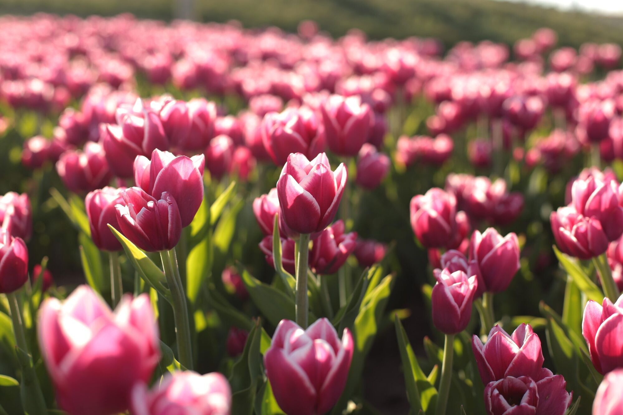Поле тюльпанов и сад сакур: где провести выходные в Киеве и области