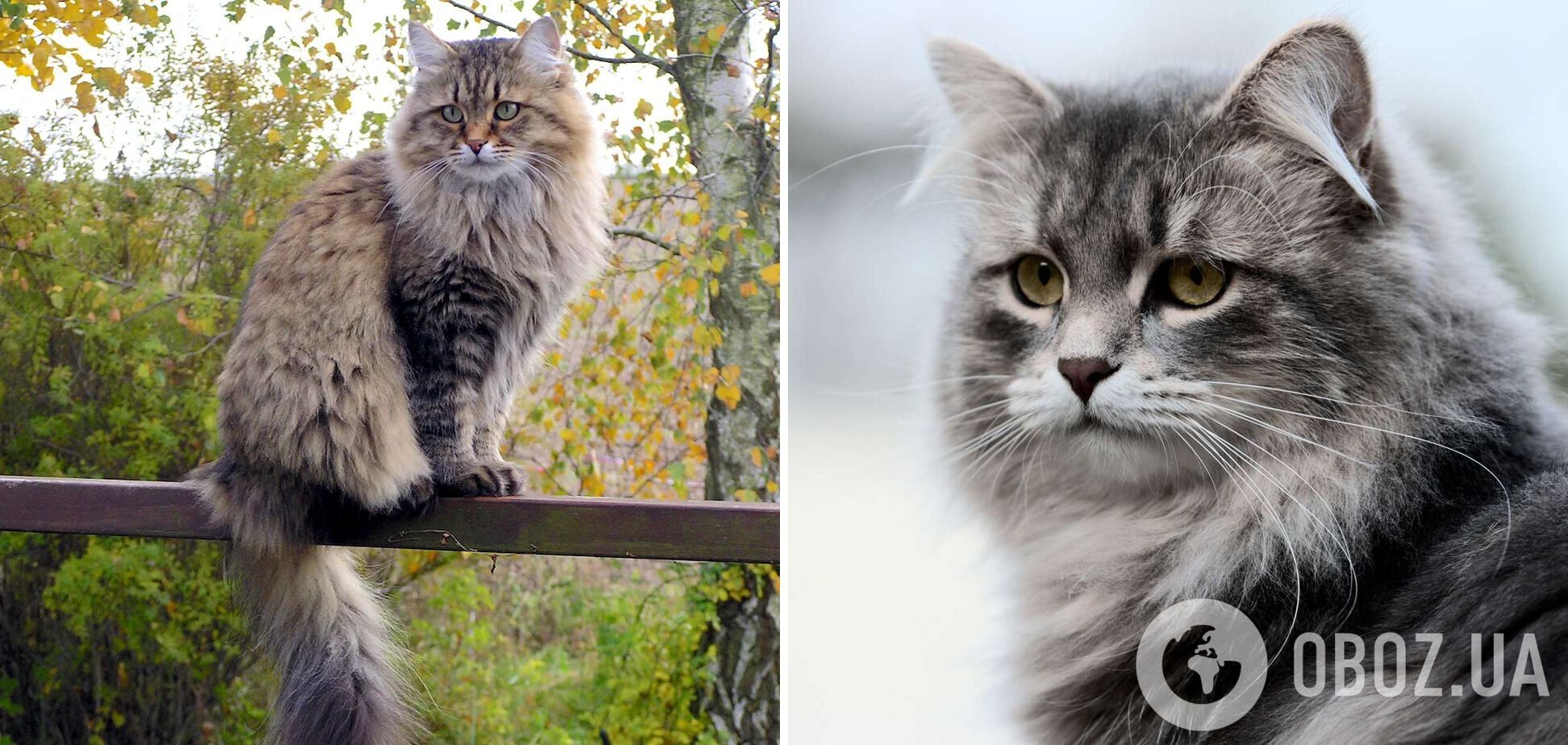 Які коти найревнивіші: топ-3 порід і фото