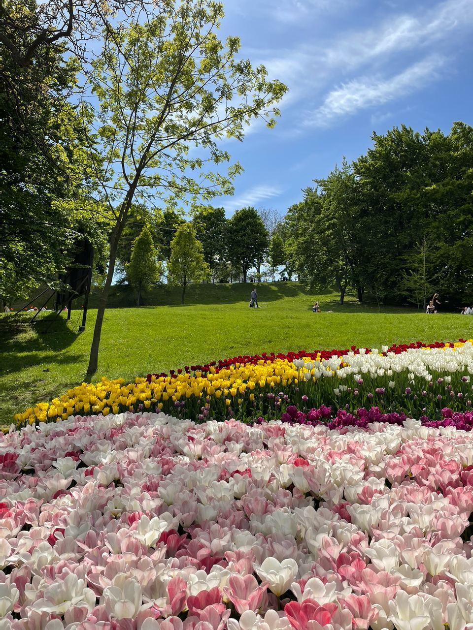 В Киеве откроется выставка тюльпанов в парке Спивоче 