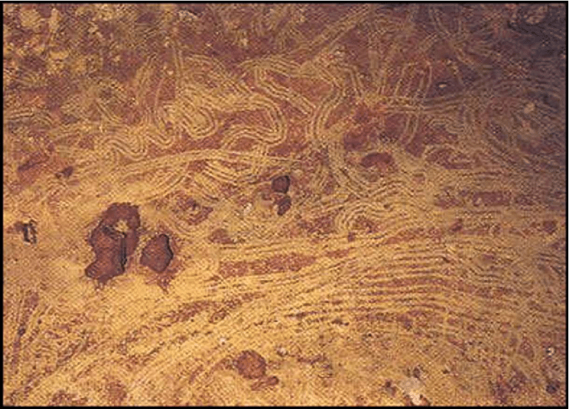 Північне сяйво, намальоване кроманьйонцями 30 тисяч років тому