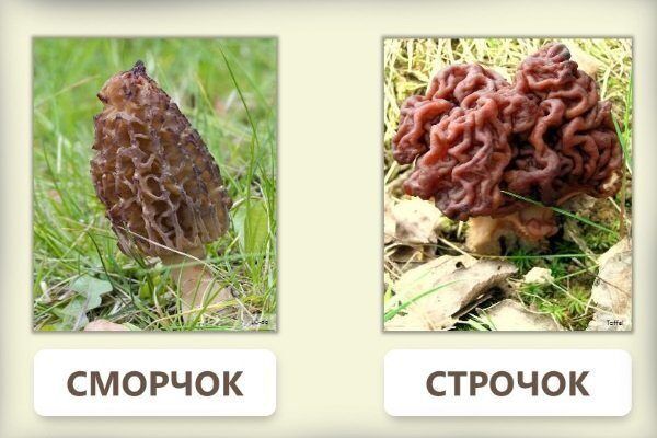 Гинуть десятки людей щороку: українців попередили про отруйні гриби, схожі на їстівні зморшки. Фото