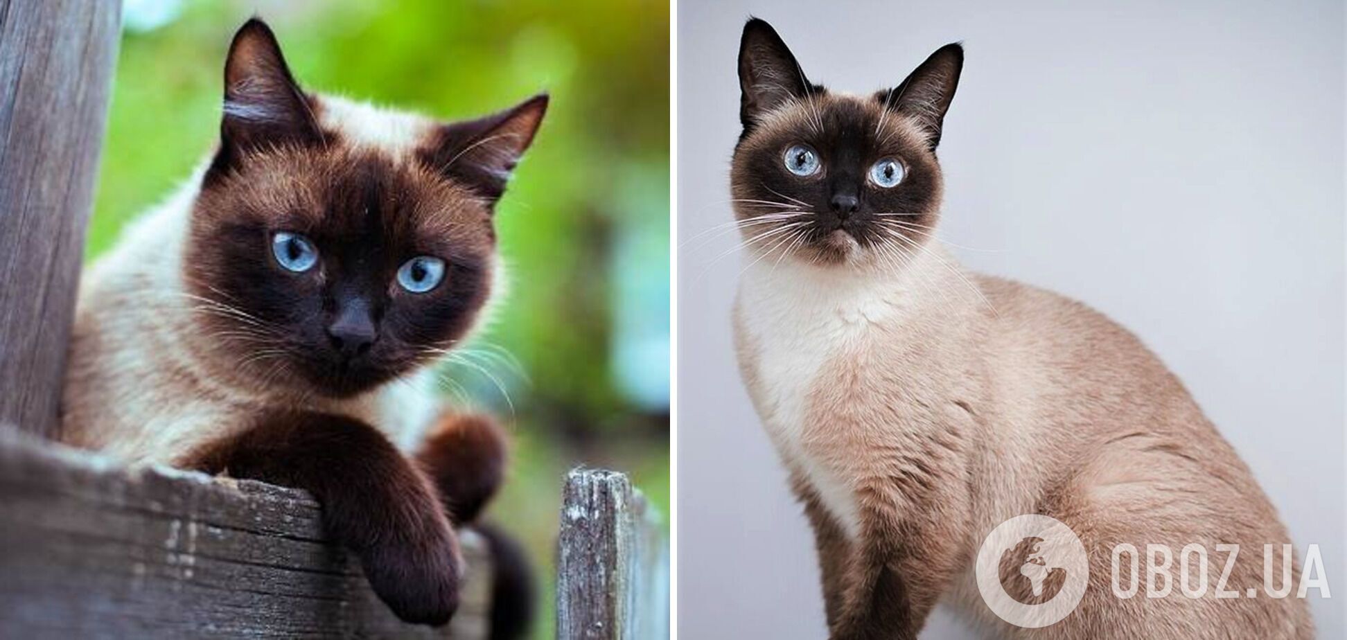 Какие кошки лучше всего умеют любить: породы и фото