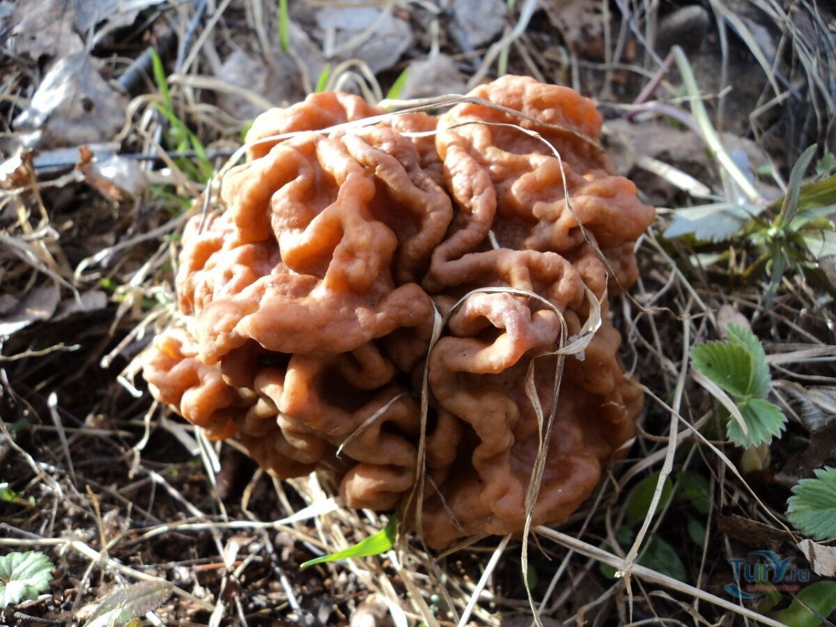 Гинуть десятки людей щороку: українців попередили про отруйні гриби, схожі на їстівні зморшки. Фото