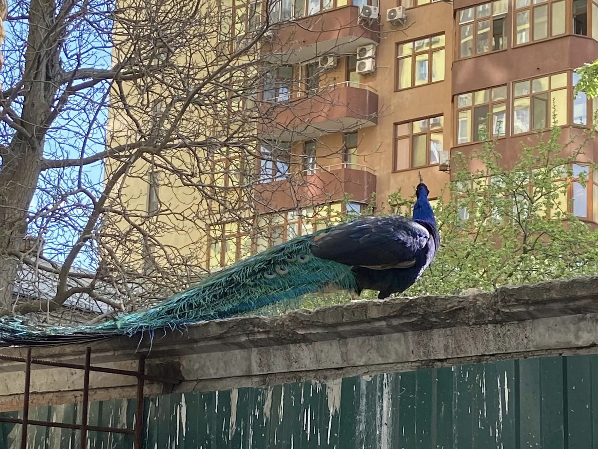 В центре Киева среди многоэтажек живут экзотические птицы. Фото и видео