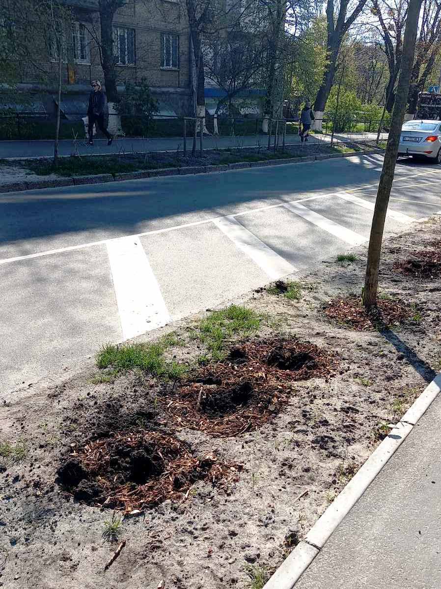 У Києві масово крадуть висаджені комунальниками квіти, кущи та навіть дерева. Фото