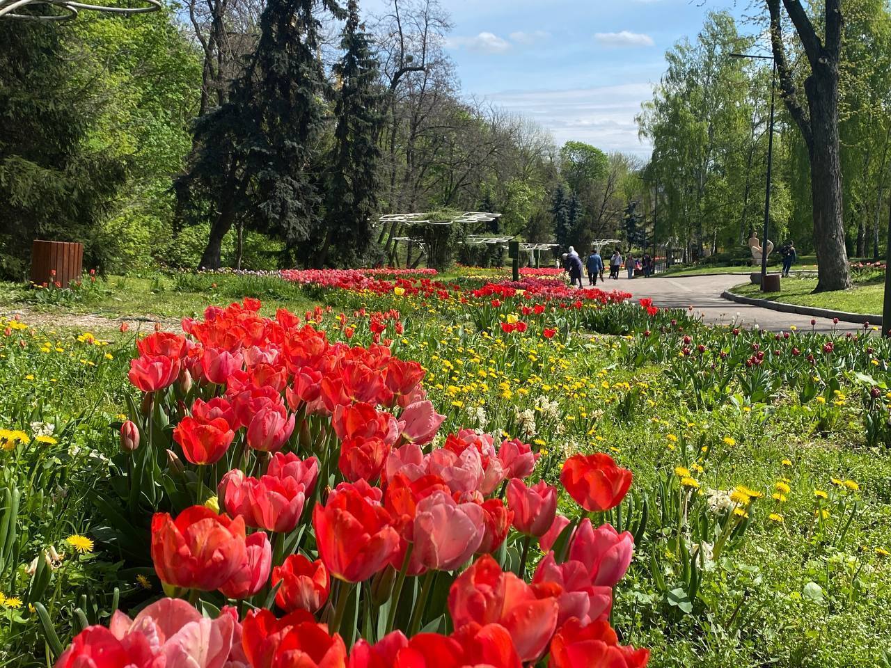 У київському парку "Співоче" відкрилась виставка квітів: там розквітло понад 500 тисяч тюльпанів