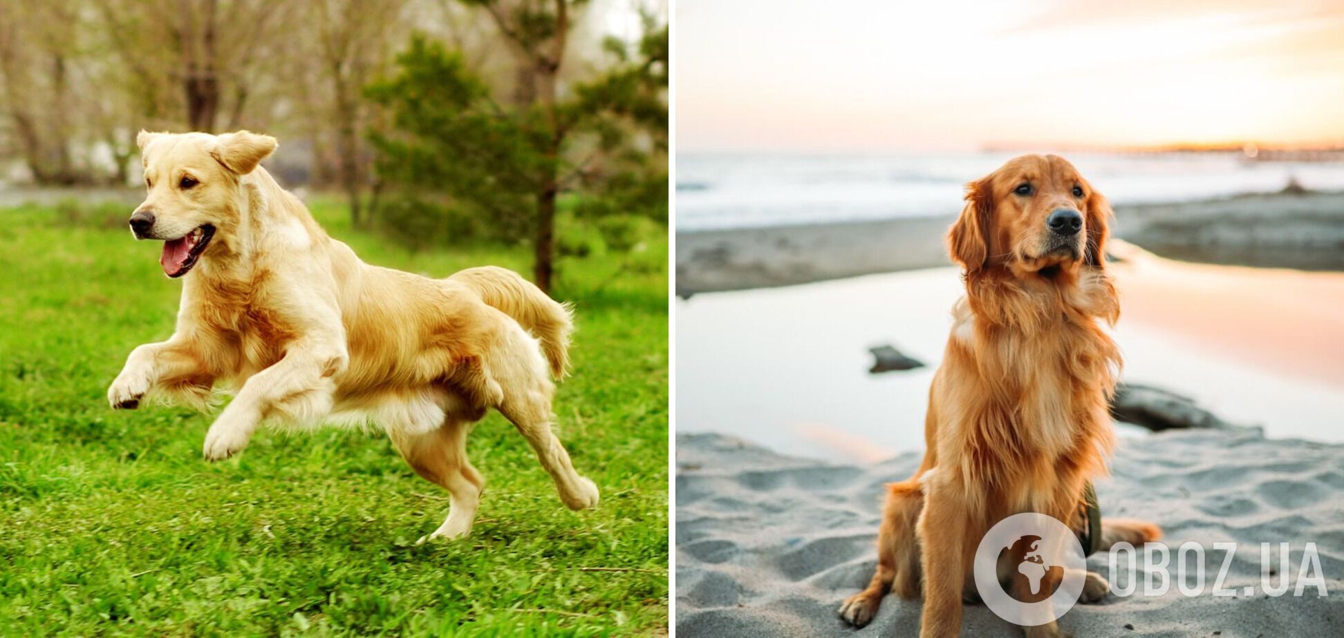 Яких собак найлегше дресирувати: породи і фото