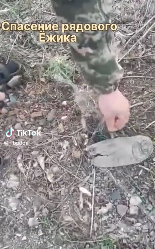 Украинские воины спасли от смерти ежа, запутавшегося в сетке: видео тронуло сеть