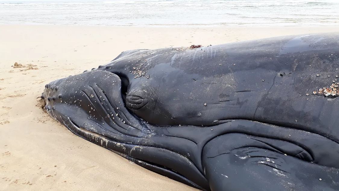 На Землі знайшли "прокляте місце": там масово гинуть кити