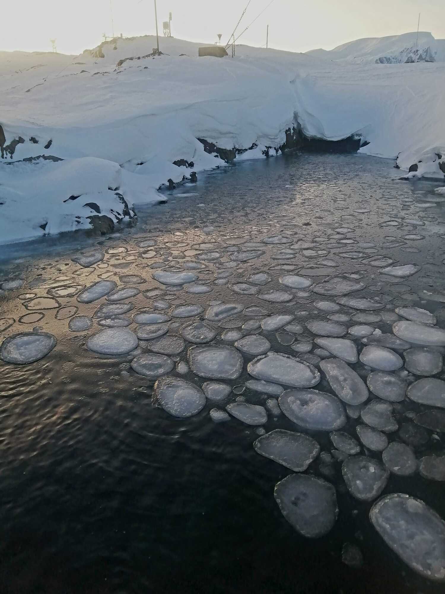 "Млинцевий лід": українські полярники в Антарктиці показали вражаюче явище. Фото 