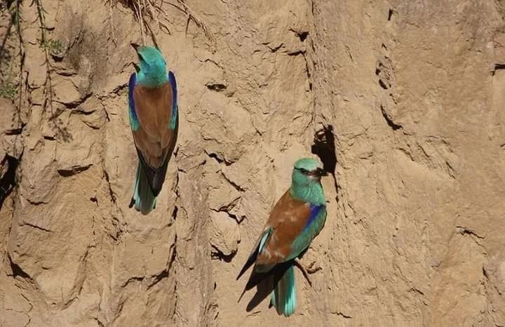 В заповеднике в Одесской области заметили краснокнижных тропических птиц. Фото