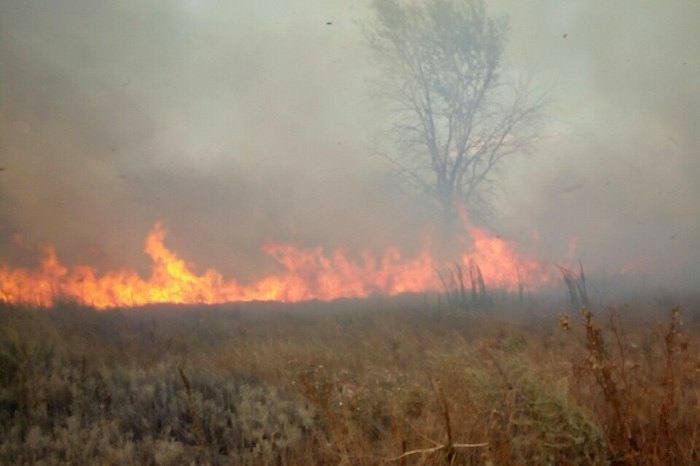 Під Києвом виникла потужна пожежа у лісовому масиві: що сталось. Фото й відео