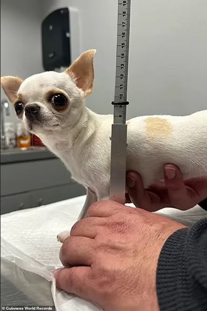 Как выглядит самая маленькая в мире собака: фото рекордсменки
