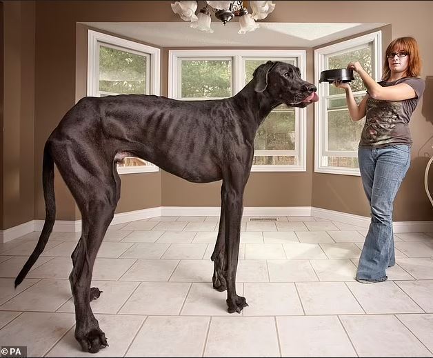 Як виглядає найменша у світі собака: фото рекордсменки