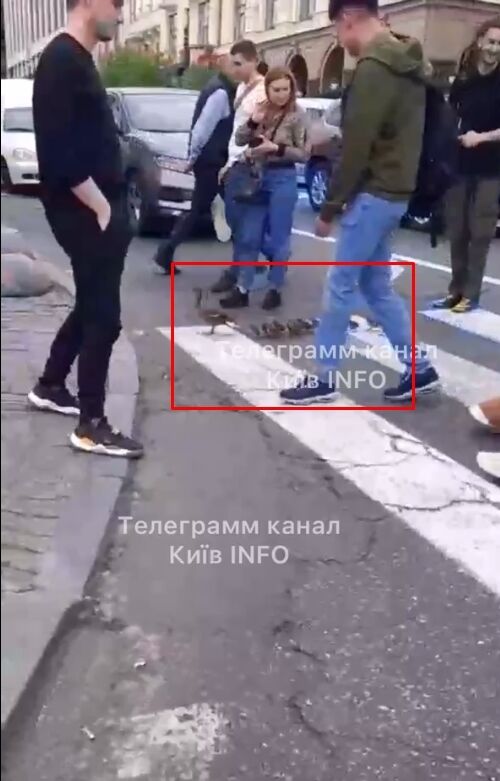 Показала птенцам Подол: в Киеве полицейские и прохожие помогли утке с утятами перейти дорогу. Видео