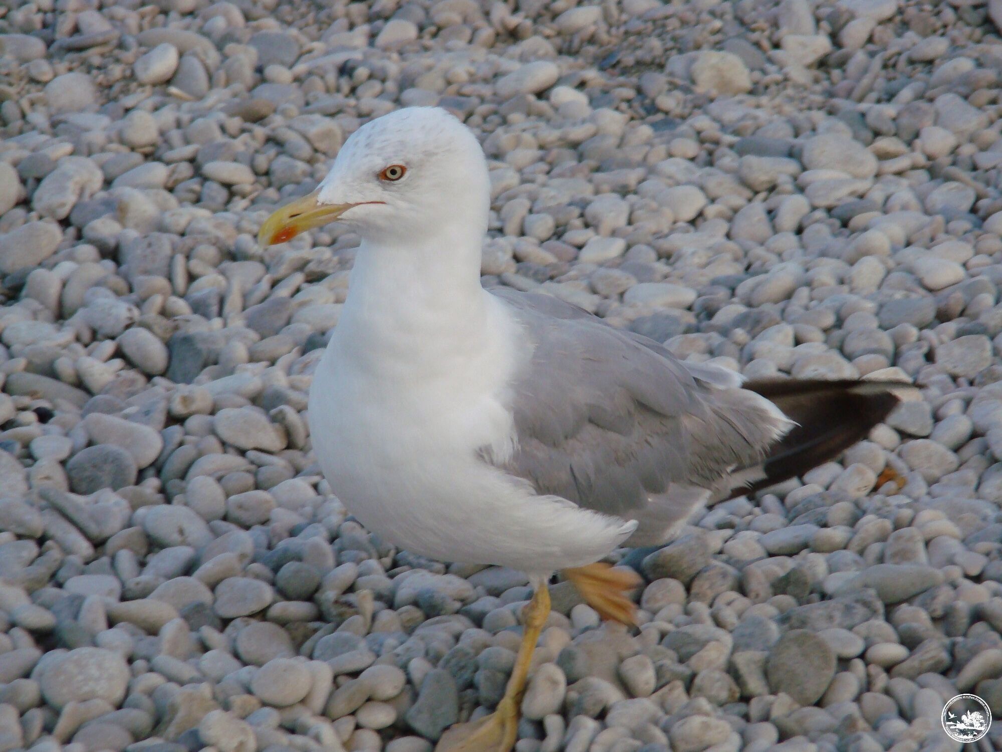 У Чорнобильській зоні помітили птаха з Середземноморського регіону. Фото