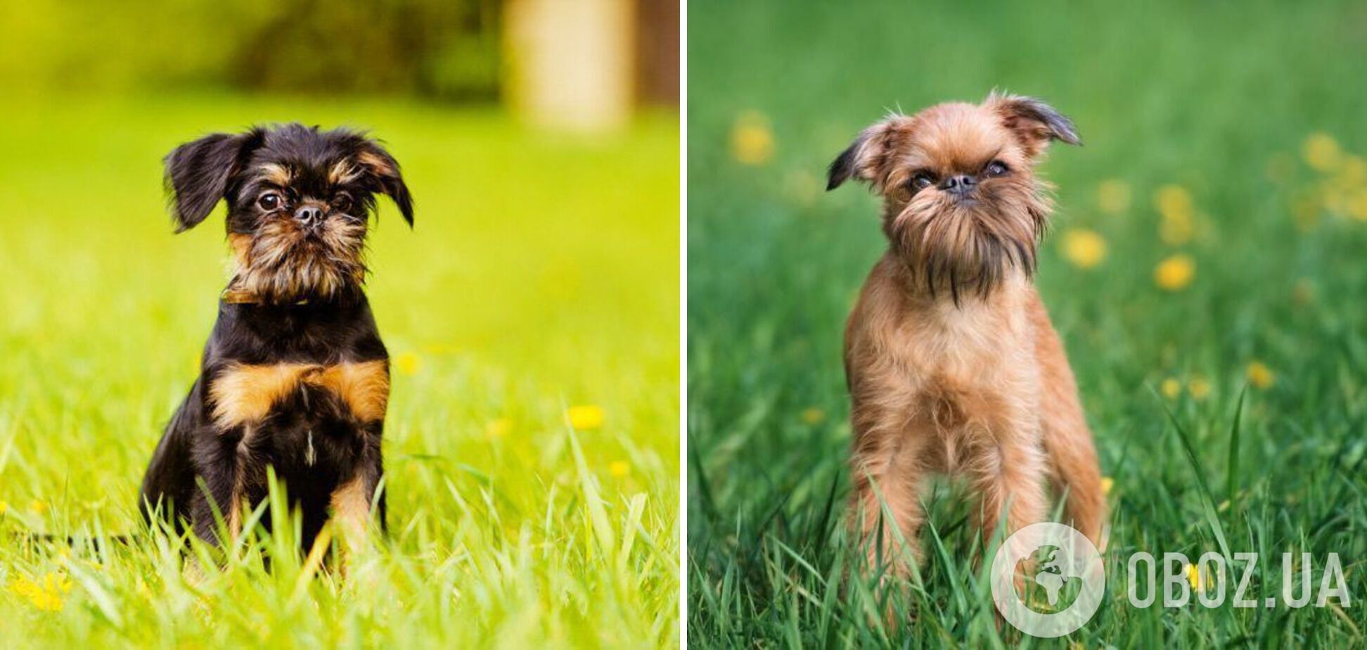 Найрідкісніші породи собак: їх назви мало хто знає. Фото