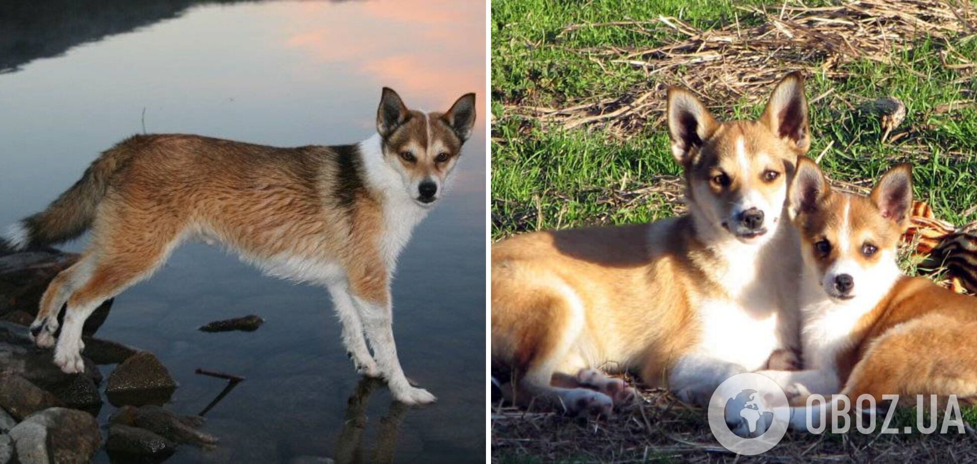 Самые редкие породы собак: их названия мало кто знает. Фото