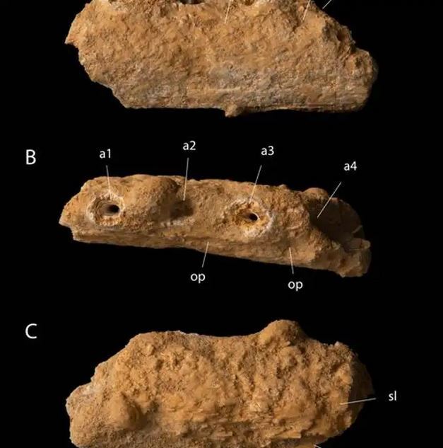 Обнаружено древнее чудовище с зубами-"отвертками": ученые озадачены