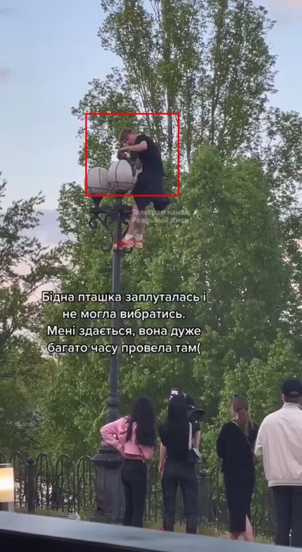 В Киеве подросток вылез на фонарь, чтобы спасти голубя. Видео