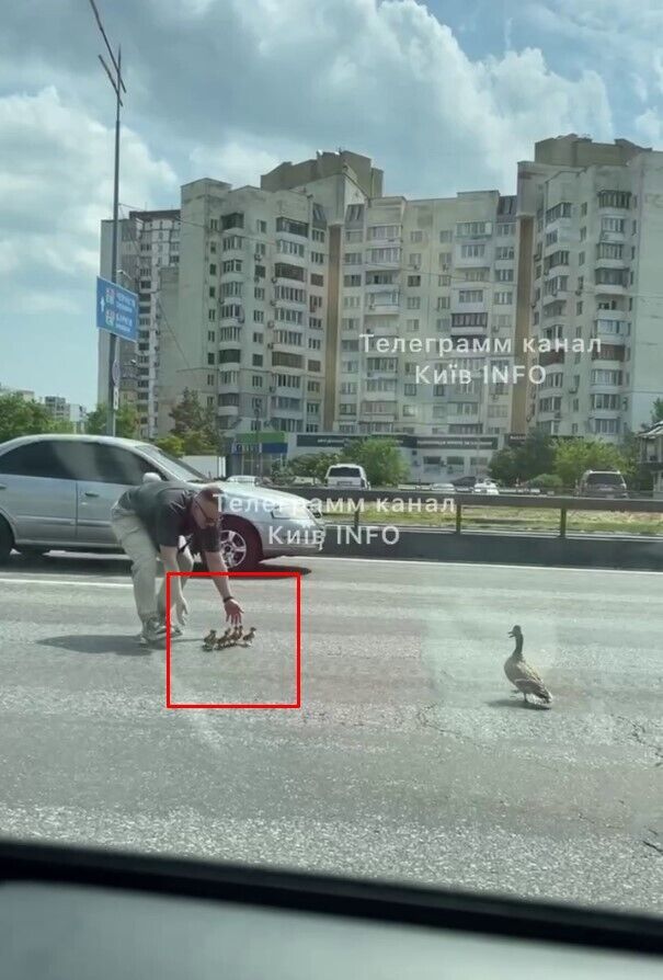 В Киеве ради утки с птенцами водители перекрывали проспект Бажана. Видео
